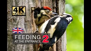 Great Spotted Woodpecker (EN) part 2- Feeding at the entrance hole, food, the secret of the tongue