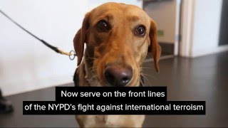 NYPD Counterterrorism K9s Graduate Training