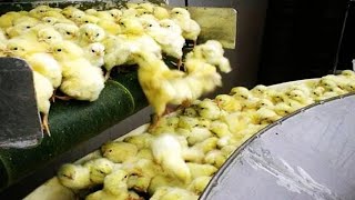 How Poultry Farm Make Million Eggs and Meat - Inside Modern Chickens Farm - Poultry Farm Technology
