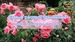 Розы заболели. Что делать, как вылечить?