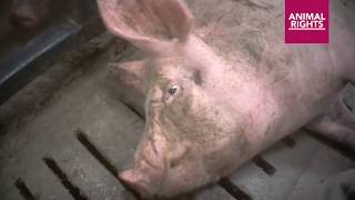 SHOCKING: Animal Cruelty PIGS BOILED ALIVE