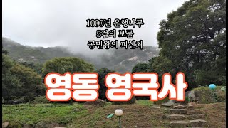 1000년된 은행나무 / 양산팔경 / 비 오는 날의 아름다운 사찰 풍경 / 충청북도 영동군 천태산   -   영국사(寧國寺)