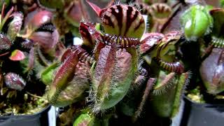 【Cephalotus follicularis】植え替え株分け後のセファロタス