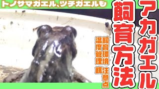 アカガエル(トノサマガエル、ツチガエル)の飼育方法まとめ完全版 〜環境、温度編〜 【徹底解説】