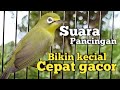 SUARA CIAK CIAK JOSS KECIAL KUNING GACOR SATU INI | CEPAT PANCING KECIAL KUNING JADI GACOR NGEJOS