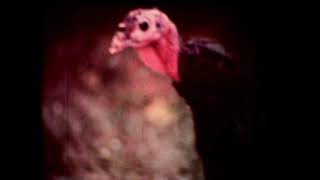 One Turkey, Two Turkey (16mm 1971)