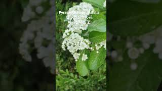 Pyracantha angustifolia/피라칸타/トキワサンザシ/붉은 가시나무/ピラカンサ 꽃말:\