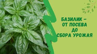 Базилик - от посева до сбора урожая