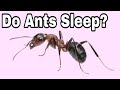 Do Ants Sleep?#shorts