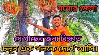 যশোরের বিখ্যাত খেজুর বাগান। Jessore's rich palm plantation. New Video 2023. #খেজুরের_বাগান