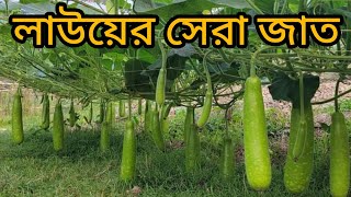 লাউয়ের সেরা জাত। লাউ চাষ পদ্ধতি।লাউয়ের জাত পরিচিতি। বানিজ্যিক ভাবে লাউ  চাষ করার সেরা দুটি জাত।