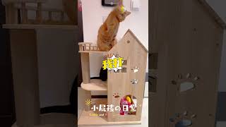 小屁孩接球 （？ 貓咪打羽球（？ #cat #貓咪 #寵物 #cookie #米克斯 #pets #貓咪日常 #萌寵 #牛牛 #橘貓