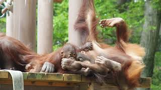 仲良しロキちゃんとチェリアちゃん🎶多摩動物公園 ボルネオオランウータン