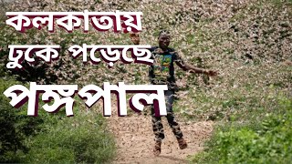 কলকাতায় ঢুকে পড়েছে পঙ্গপাল || পঙ্গপাল আক্রমণ সাবধান  || ৩০ দেশে ছড়াতে পারে পঙ্গপাল | Locust Swarm