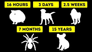 How Long Animals Can Live Without Water