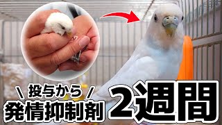 発情抑制剤（リュープリン）注射から2週間後のインコの様子/ダイエットの経過は?