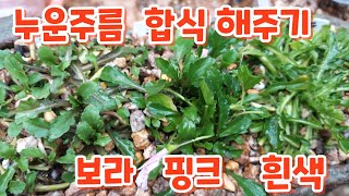 #누운주름  핑크 보라 흰색 #합식해주기 #분갈이하기