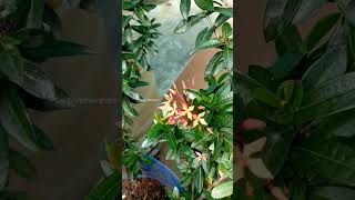 #shorts #Ixora #வெட்சி Ixora / வெட்சி பூ / இட்லிபூ / #saibrindhavanam