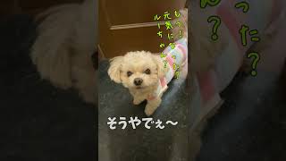 呼びに来てくれた犬 【関西弁でしゃべる犬】#330 the dog that called me 【Dog talking 】 #shorts