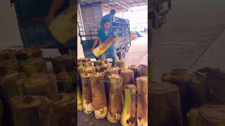 Coconut Tree Cutting Skill in Vietnam - Fruits Cutting Skill