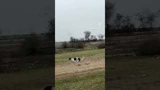 Ap🚀fire greyhound01 Date-6,7,2024#greyhound #dograce #trending #champion #viral #shortvideo