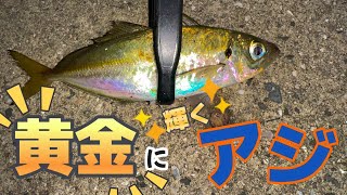 香川県で黄金に輝くアジが釣れました‼️