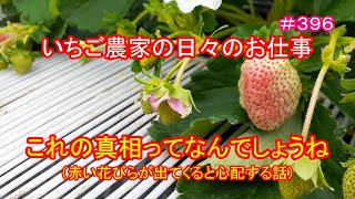 これの真相ってなんでしょうね（赤い花びらが出てくると心配する話）　いちご農家の日々のお仕事　＃３９６