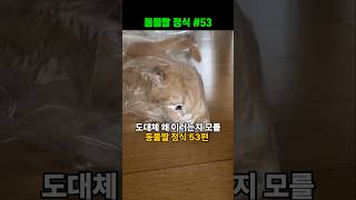 동물짤 정식#53