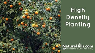 Tips for High Density Fruit Tree Planting | NatureHills.com