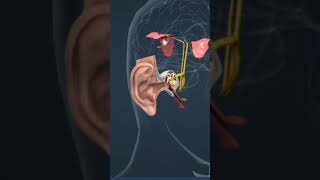 mechanism of hearing ear 3d animation sunne ki kriya vidhi ear anatomy ear #short anatomy