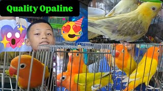 Vlog500 Daming Sale Opaline Dito Malabon Pet Market 😊🦜😊