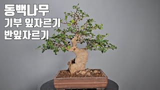 Common Camellia | Cutting leaves | Reasons to Cut Leaves in Half | BONSAI