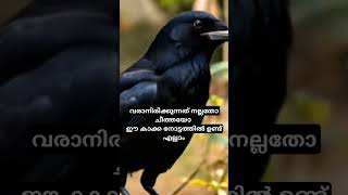 വരാനിരിക്കുന്നത് നല്ലതോ ചീത്തയോ. ഈ കാക്ക നോട്ടത്തിൽ ഉണ്ട് എല്ലാം #tipsyoutube  #inshotediting