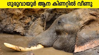 കിണറ്റിൽ വീണു ചരിഞ്ഞ ഗുരുവായൂരിലെ കൊമ്പൻ | guruvayoor elephant | Aanakkaryam