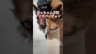 なっちゃん日記　ゾンビバージョンキモい犬 #ねこのいる生活 #aiアニメ #ゾンビ#shorts