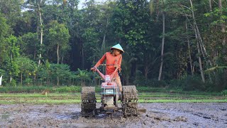 GERAK CEPAT!! JOKI MUDA TRAKTOR SAWAH YANMAR TF85MLY DI BEKERJA MENGHALUSKAN LAHAN DI PAGI HARI