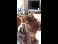 cat makes adorable chirping noises 😻 shorts