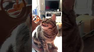 Cat makes ADORABLE chirping noises 😻 #shorts