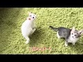 にゃんこれすらー【全日本子猫プロレス】