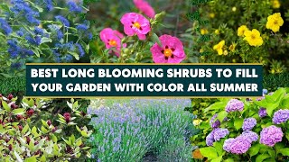 7 Best Long Blooming Shrubs to Fill Your Garden with Color All Summer 🌿🌺🌳