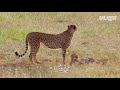 그렇게 엄마 치타는 새끼에게 마지막 인사를 합니다.. ㅣ For Her Injured Cub, Mother Cheetah Decides To