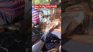 Huge 10kg Fish Cutting 😱 #shorts #shortsvideo #youtubeshorts #trending @vloggerarchana