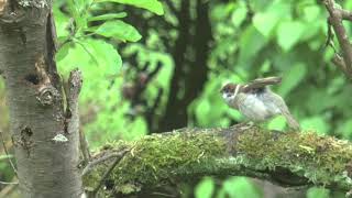 Ringmus (jonkie) (Eurasian Tree Sparrow)