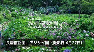 200627 【長居植物園アジサイ園】