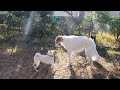 【子犬のしつけ教室】柴犬のパール君とボルゾイのジェイ君