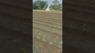 Flower ##farming ∆∆∆श्री रोपवाटिका हाईटेक नर्सरी 9630322776