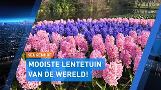 Drukte bij de opening van Keukenhof 2022 🌷 | Hart van Nederland