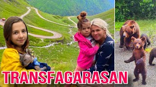 ТРАНСФАГАРАШ: 14 медведей на дороге!! ЛУЧШАЯ ДОРОГА В МИРЕ! Видрару | TRANSFAGARASAN