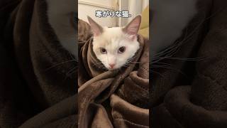 寒がりな猫。 #shorts #ねこ #毛布