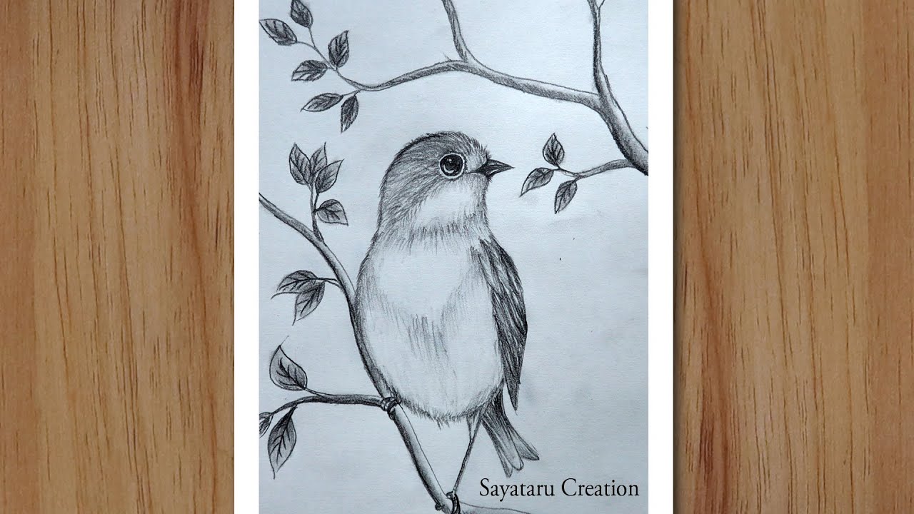 How To Draw A Bird Scenery With Pencil Step By Step, Pencil Drawing For ...